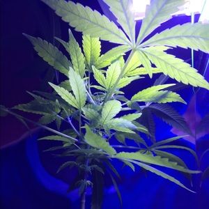 Meet your Posher, Karl